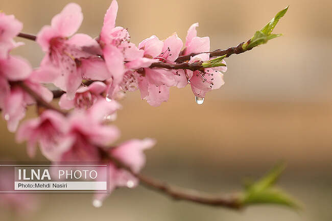 گلهای بهاری