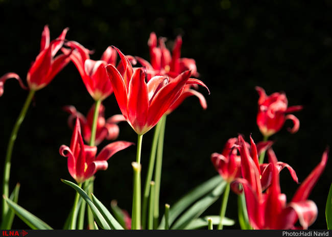 برمن: دانش و طبیعت