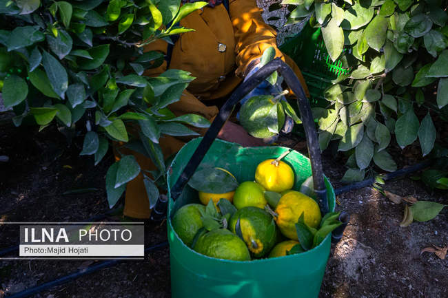 برداشت نارنگی از باغات هاشم‌آباد گرگان