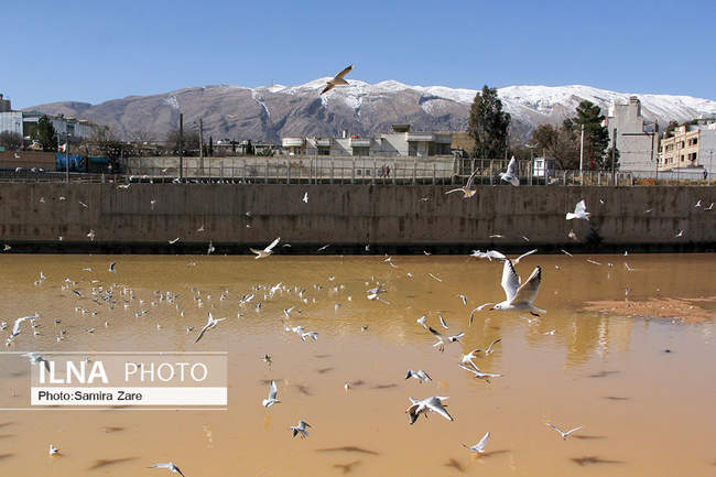 پرندگان مهاجرکاکایی درشیراز