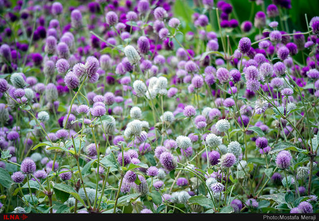 باغ بوتانیکال تفلیس با چند هزار گونه گیاهی