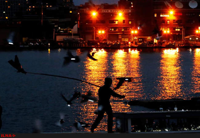 پرواز هزاران کبوتر با چراغهای LED بر فراز آسمان نیویورک