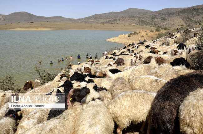 آیین سنتی مالشوران (شستن گوسفندان) در کلیشم رودبار گیلان‎