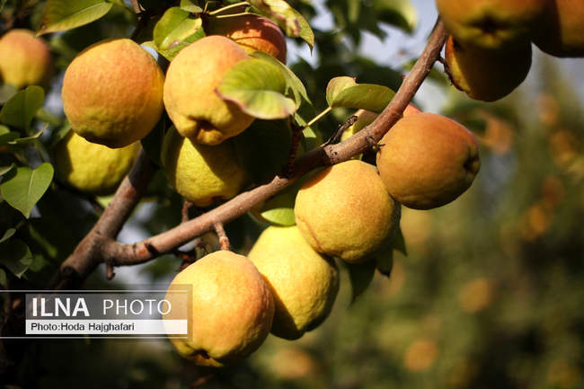 برداشت گلابی از باغات چناران