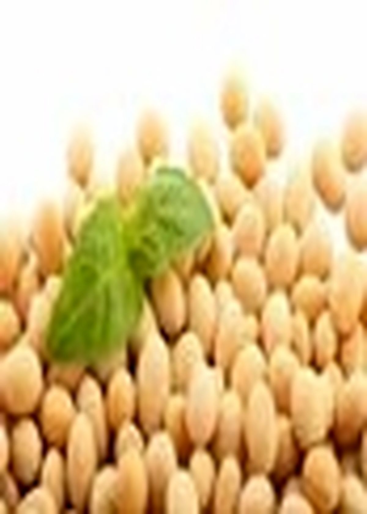 پیش بینی تولید بیش از ۳۲ هزار تن دانه روغن سویا در مازندران