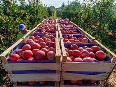 برداشت ۶۸۰ هزار تن سیب در آذربایجان شرقی