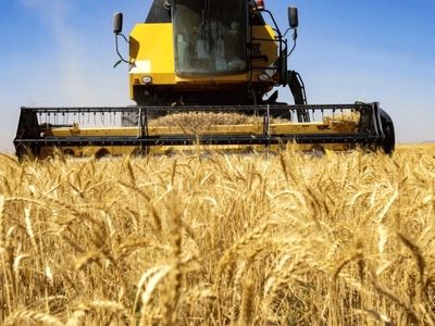 پیش‌بینی برداشت 350 هزار تن گندم از مزارع آبی و دیم استان مرکزی