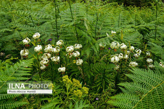 سوسن چلچراغ یکی از گونههای نادر