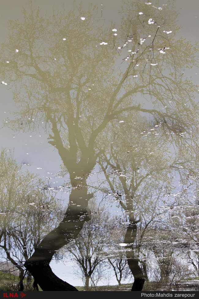 باغستان‌های قزوین در آستانه بهار