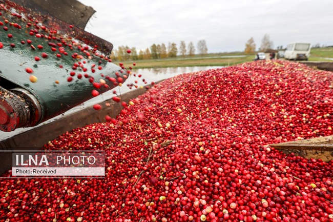 برداشت زغال اخته  در بلاروس