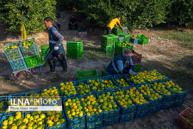 برداشت نارنگی از باغات هاشم‌آباد گرگان