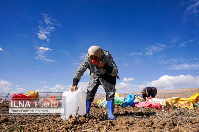 اشتغالزایی در مزارع کشاورزی سیب زمینی فیروزکوه