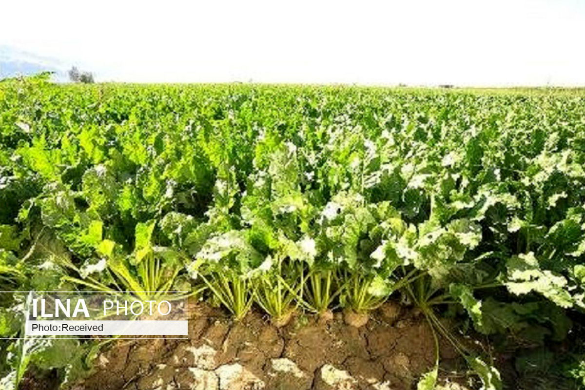کشت چغندر قند در ۳۲۰ هکتار از مزارع کشاورزی بوئین زهرا آغاز شد