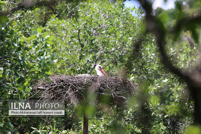 دره تفی شهر لک لک ها