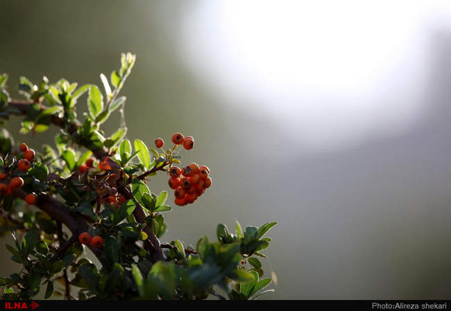 بهار، جلوه زیبای خداوند