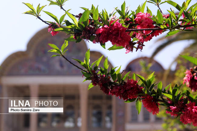  فصل بهار در باغ ارم شیراز