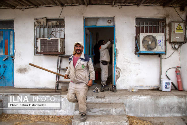 بزرگترین واحد پرورش گاو شیری شمال کشور