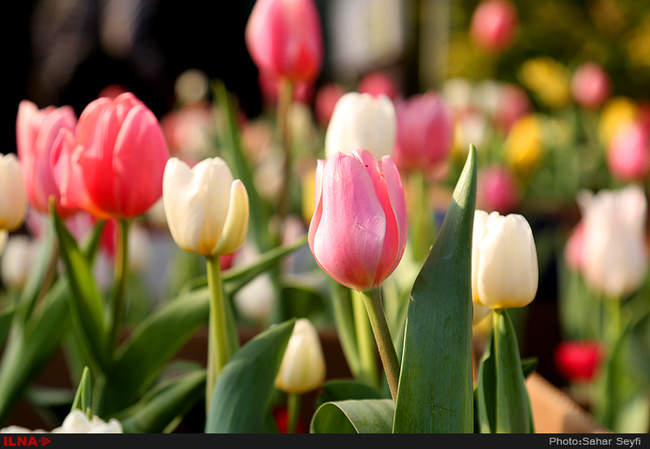بازار گل و گیاه تهران در آستانه نوروز