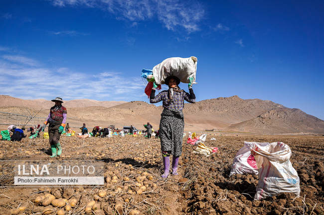 اشتغالزایی در مزارع کشاورزی سیب زمینی فیروزکوه