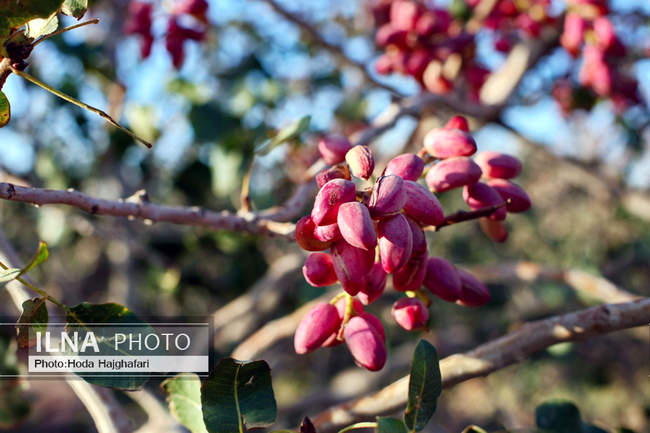 برداشت پسته از باغات نیشابور