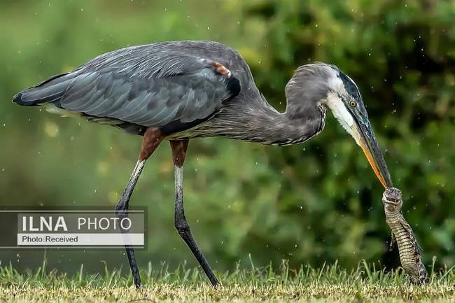 تصاویری از یک حواصیل در حال وارد کردن آخرین ضربات به یک بچه‌ تمساح