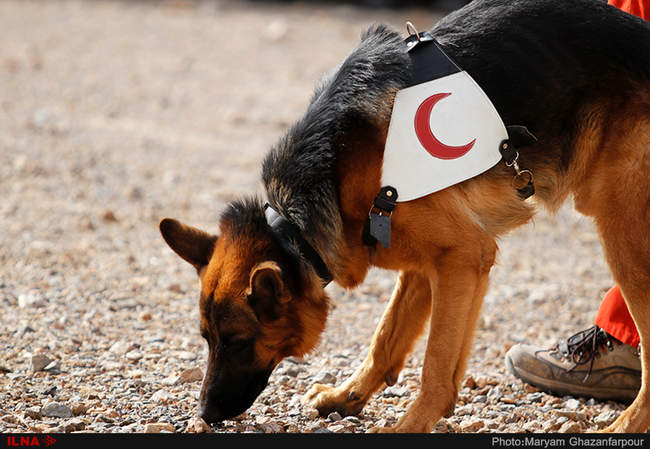 مانور سگ های آنست در اصفهان