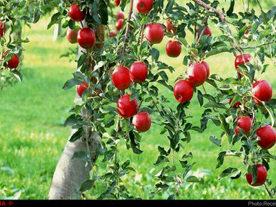 هدف از خارج کردن باغ سیب مهرشهر از ثبت ملی تخریب این اثر تاریخی است