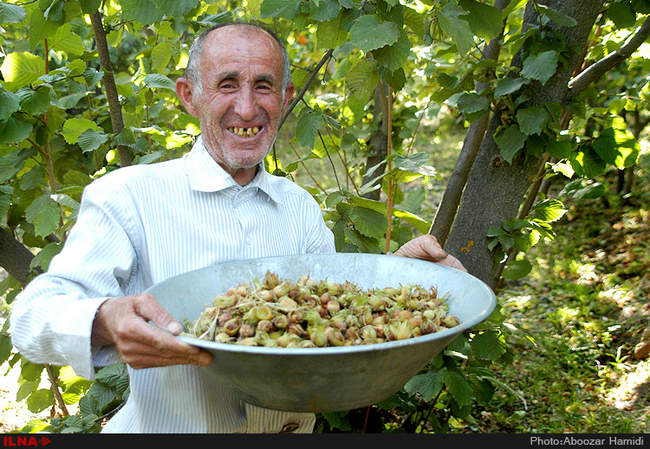 برداشت فندق در رودبار گیلان