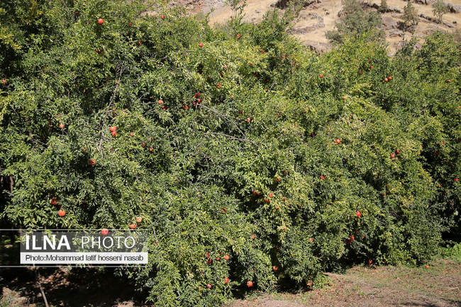  برداشت انار در هورامان کردستان ( روستای ژیوار)