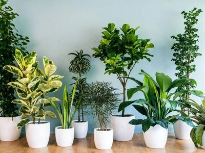 هر گیاهی برای چه فضایی مناسب است + اینفوگرافیک