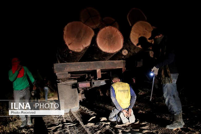 برترین عکس‌های محیط زیست سال 2019