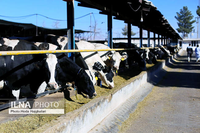 تولید در مسیر پیشرفت مناطق محروم
