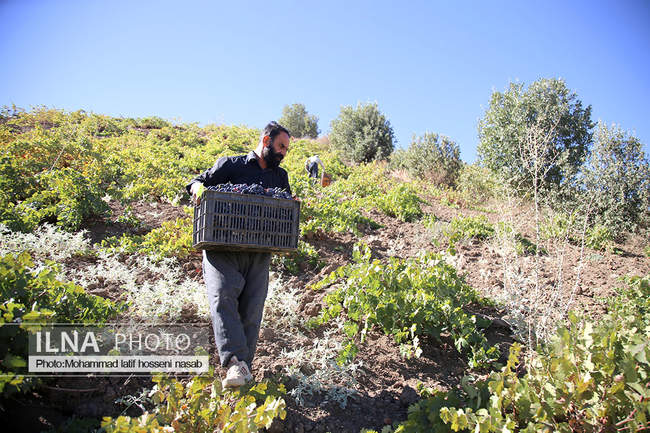 برداشت انور طلای سیاه در کردستان روستای پایگلان 
