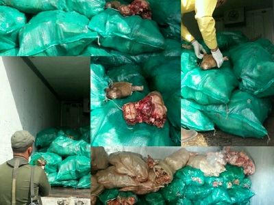 دو تن کله‌پاچه غیربهداشتی در ساوجبلاغ کشف شد