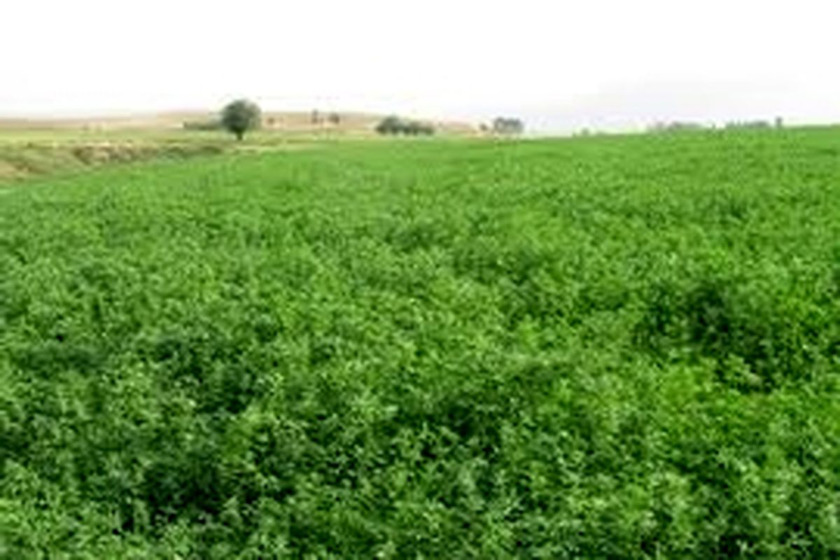 ۱۰ هزار هکتار کشتزار یونجه در شرق اصفهان از بین رفته است