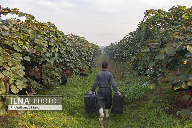  زنان کارگر
