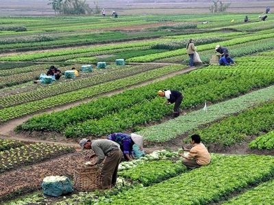 یک کشته و ۱۱ زخمی بر اثر واژگونی وانت‌بار حامل کارگران کشاورزی