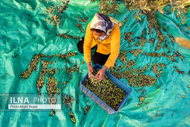 اشتغال زنان سرپرست خانواردر باغ زیتون حاجیکلاته