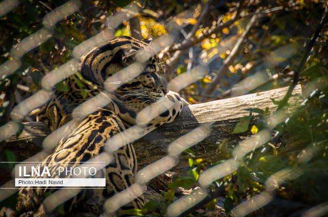 باغ وحش اسمیتسونین واشنگتن