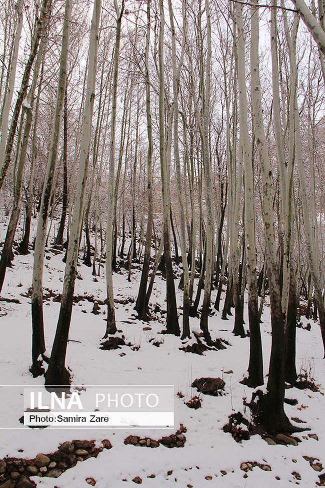 طبیعت برفی روستای قلات