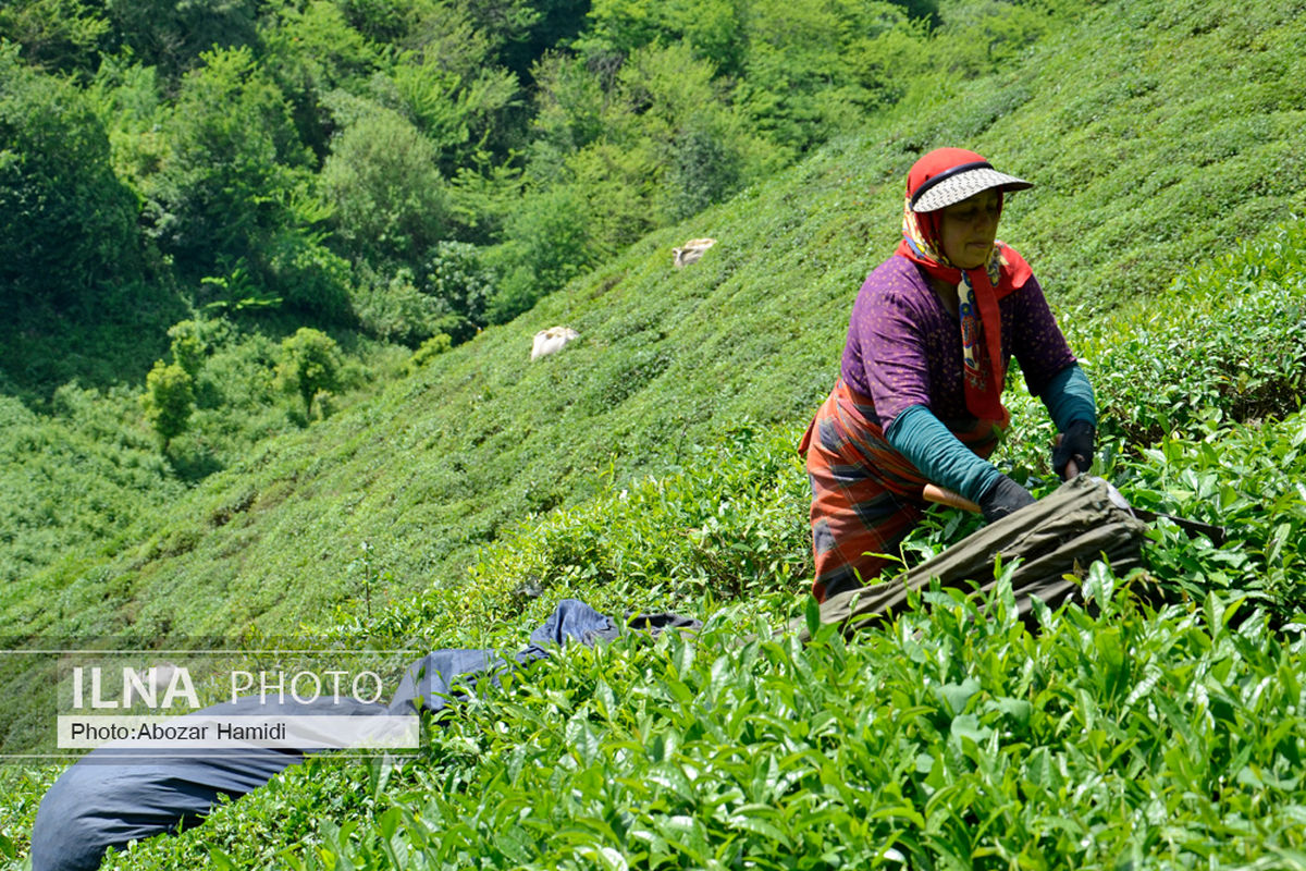 
Iran’s tea exports up 48% in 8 months: official
