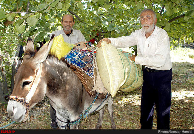 برداشت فندق در رودبار گیلان