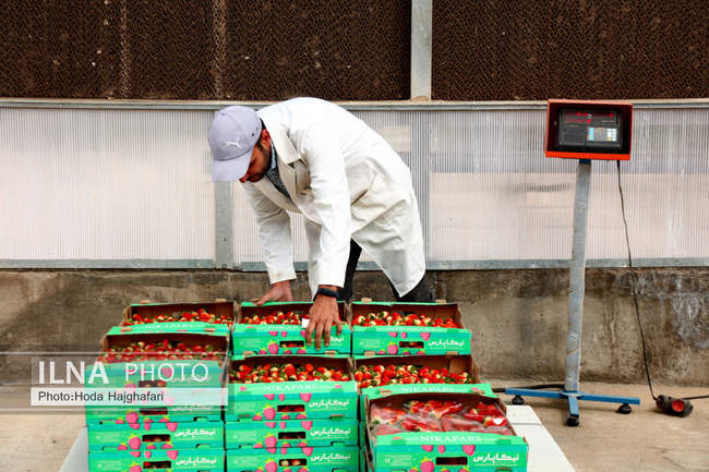 بزرگترین گلخانه توت فرنگی کشور