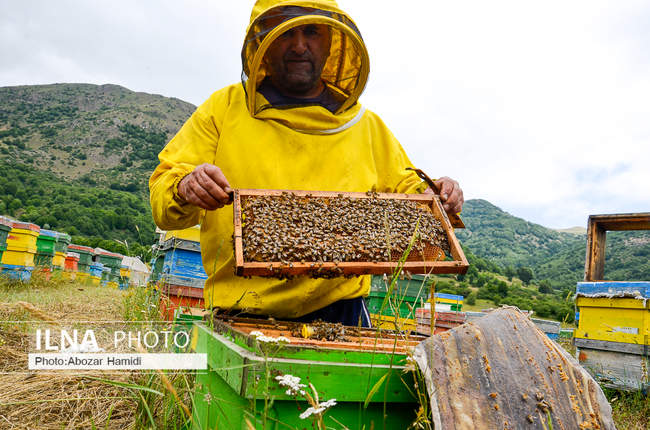 زنبورداری و تولید عسل در داماش گیلان