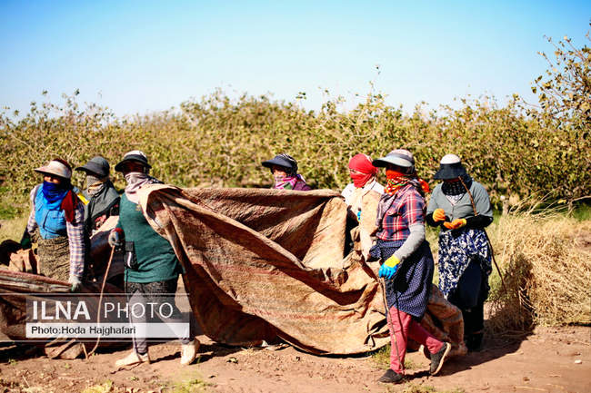 برداشت پسته از باغات نیشابور
