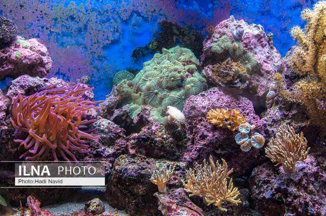 باغ وحش اسمیتسونین واشنگتن