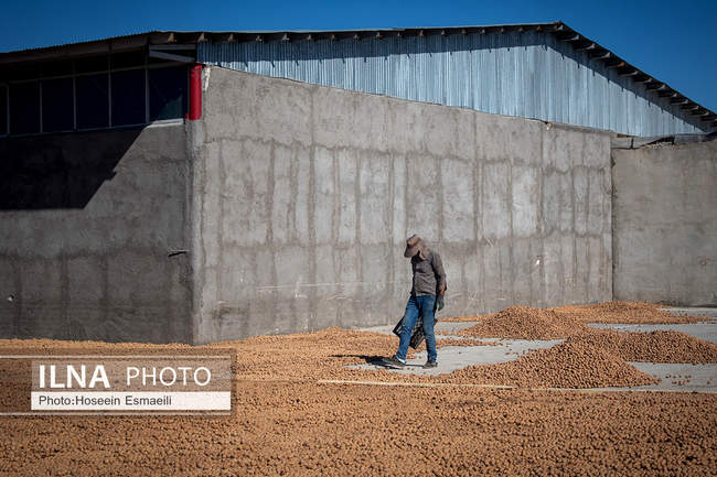 برداشت گردو اصلاح شده با دستگاه مکانیزه 