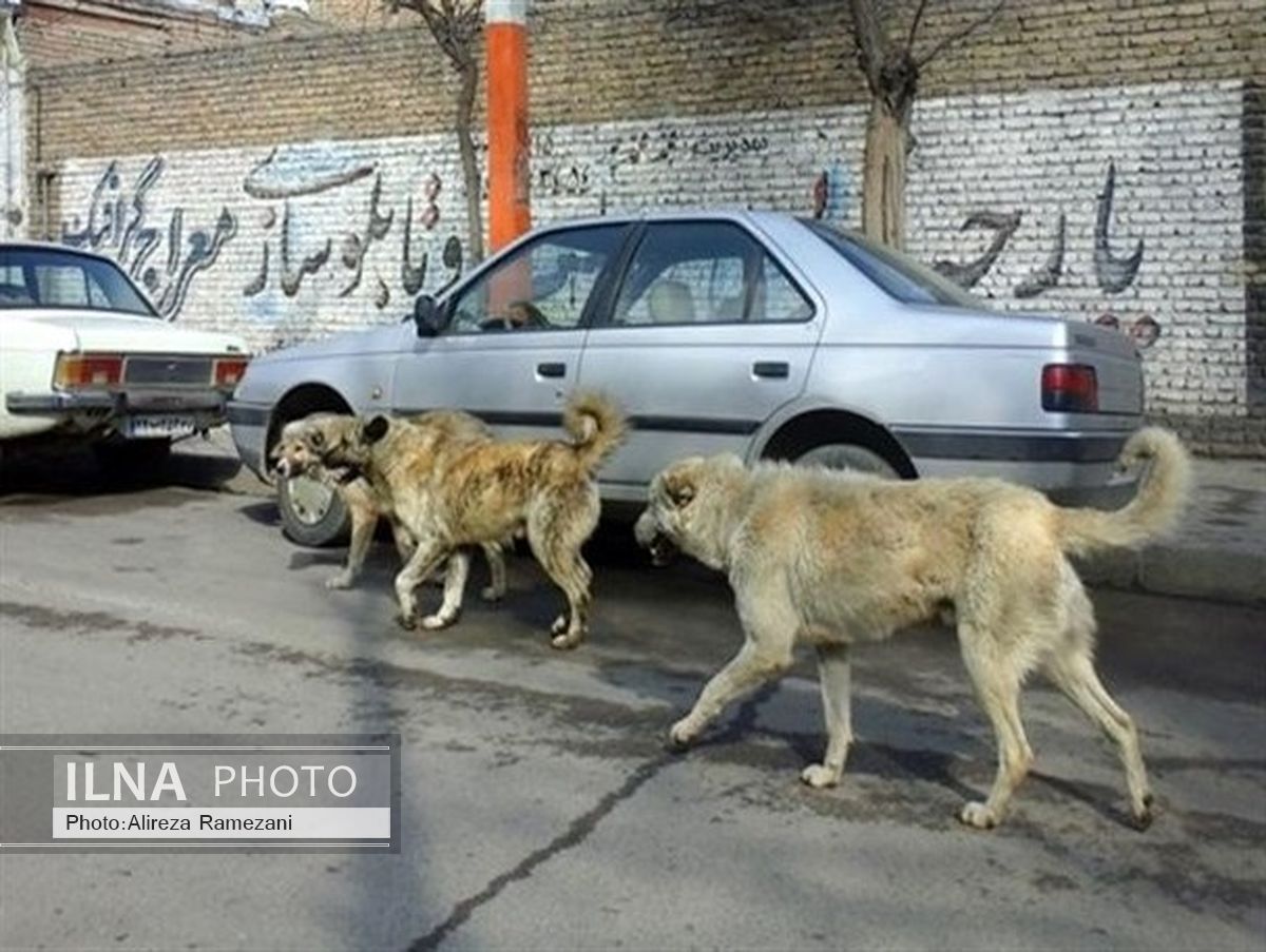 سریال تکراری جولان سگ‌های ولگرد در خیابان‌های بوکان