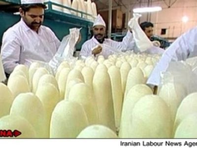 اشتغال کارگران قند کرج معطل تامین شکر