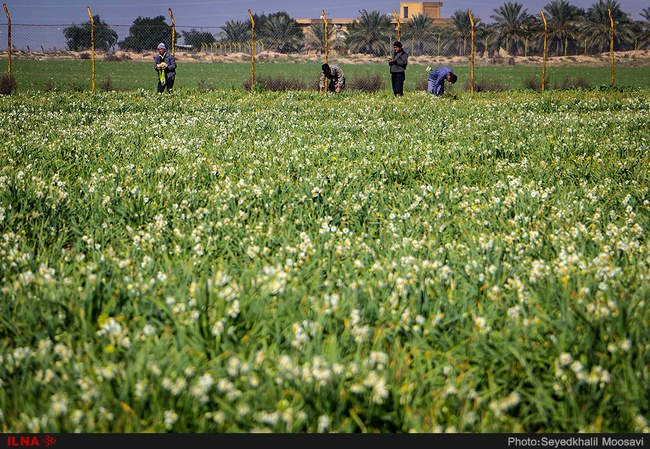 جشنواره برداشت گل نرگس در بهبهان